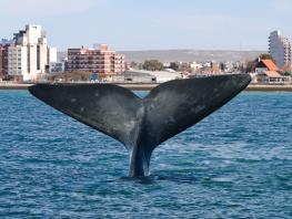 Puerto Madryn 