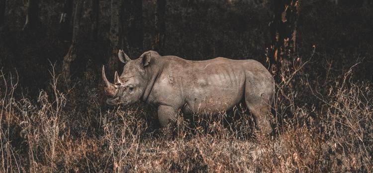Safari Kongoni Solio 2022 (K)