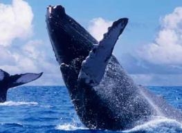Viaje Ballenas 3 días 2023