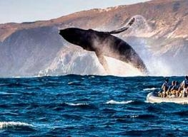 Ballenas, Cabo y La Paz 5 días 2023