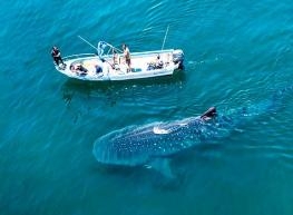 Ballenas, Cabo y La Paz 2023