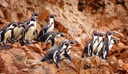 Isla Ballestas + Reserva Nac. Paracas