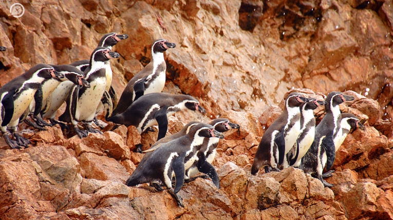 Isla Ballestas + Reserva Nac. Paracas