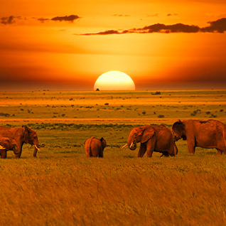 Tailor Made - Kenya & Tanzania