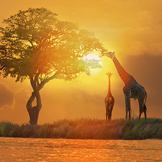 Tailor Made - Safari Africa 2025