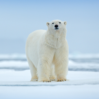 Viajes a Medida - Svalbard