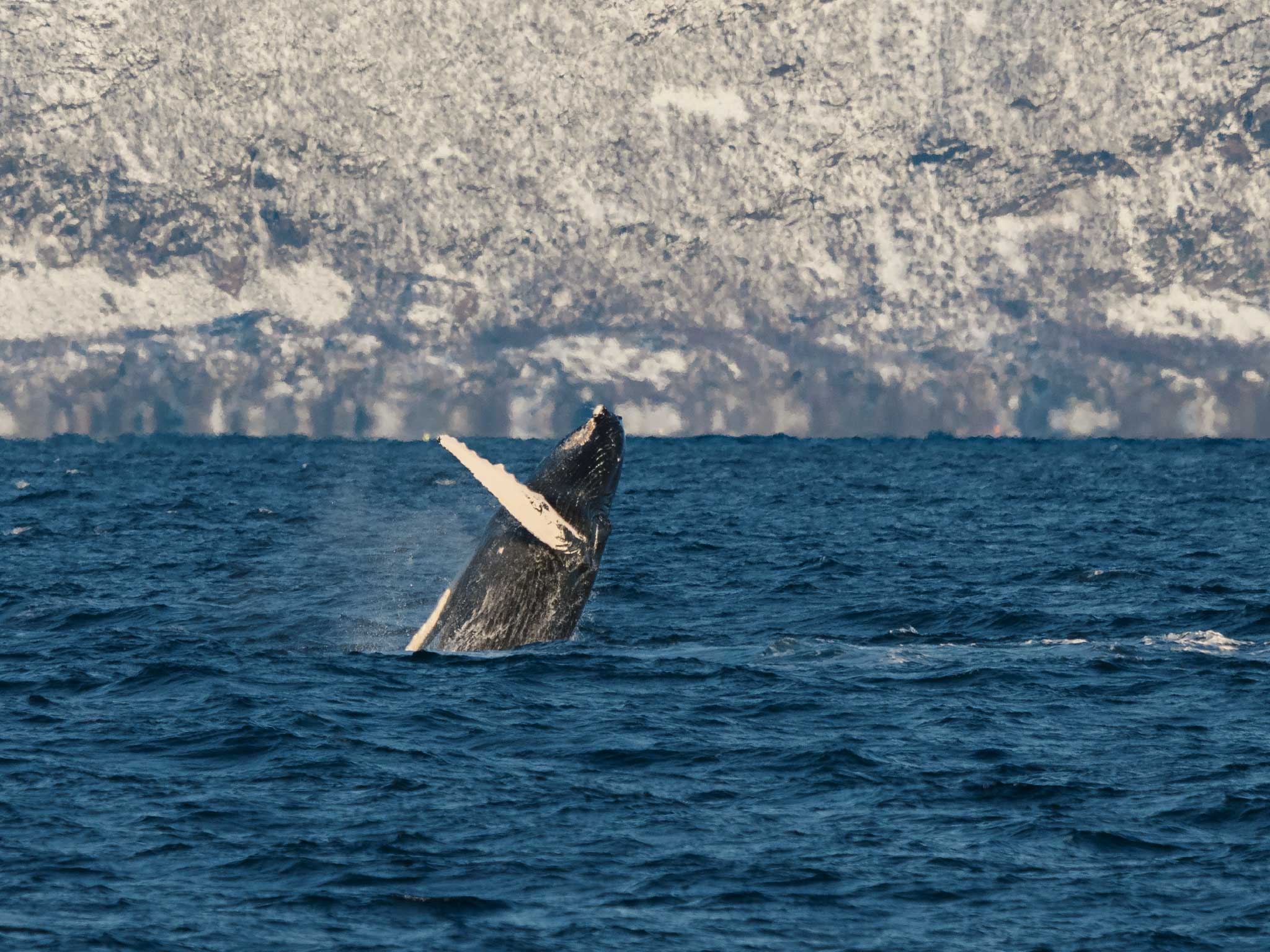 EXCRUSION - Silent Whale Watching by hybrid-electric ship  - Tromsø