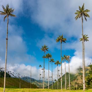 POSTALES DEL EJE CAFETERO / 5 DÍAS - 4 NOCHES / HASTA ENERO 2027