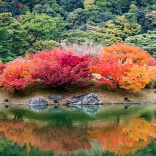 Sakura Dreams with South Korea
